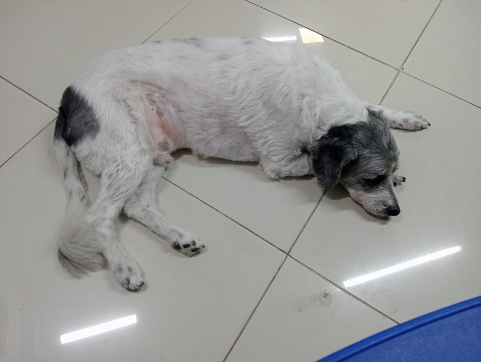 Cão descansando tranquilamente no chão da clínica durante a recuperação