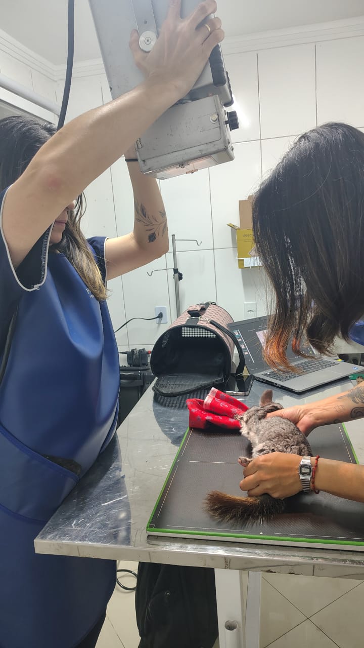 Exame de imagem sendo realizado na Clínica Veterinária Alfa